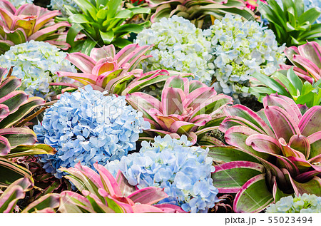 Beautiful hydrangea flower and nature plant. 55023494