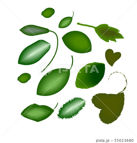 Various leaves 55023680