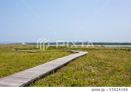 石狩浜海浜植物保護センターの写真素材