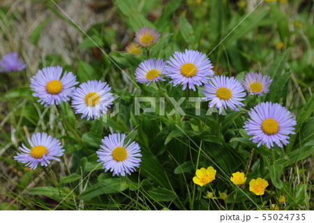 ミヤマアズマギク_白雲岳避難小屋近く 55024735