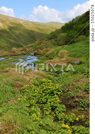 エゾノリュウキンカ群落と青空_縦 55025078