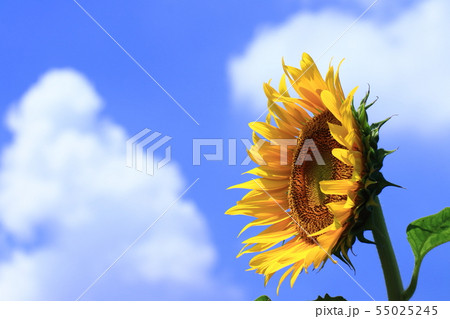 太陽の花 太陽の花 55025245