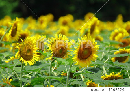太陽の花 太陽の花 55025294