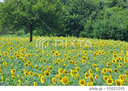 太陽の花 太陽の花 55025295