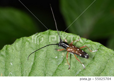 シラホシカミキリ 55025704