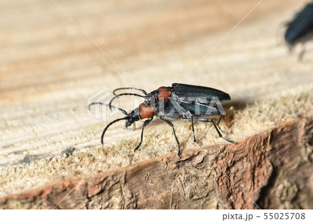 ホタルカミキリ 55025708