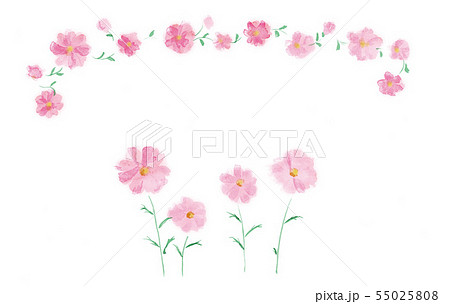식물 꽃, 코스모스, 코스모스, 가을, 꽃, 식물, 가을의 꽃, 핑크, 프레임,... - 스톡일러스트 [55025808] - Pixta