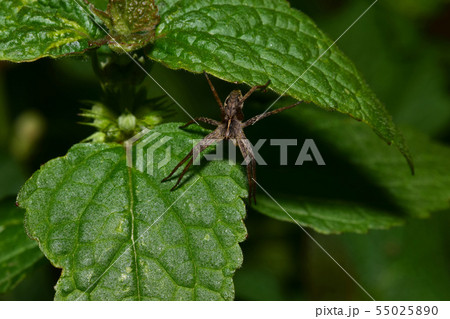 Macro top view of Caucasian brown spider Solpuga 55025890