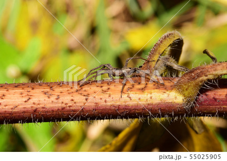 Macro side view of a beige caucasian Solpuga 55025905