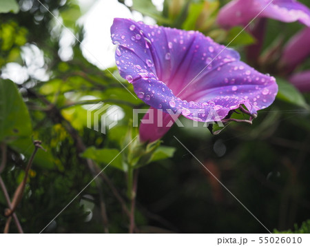 水滴のついた西洋昼顔 水滴のついた西洋昼顔 55026010