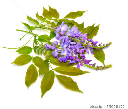 Wisteria sinensis or Chinese wisteria isolated on Wisteria sinensis or Chinese wisteria isolated on 55026192