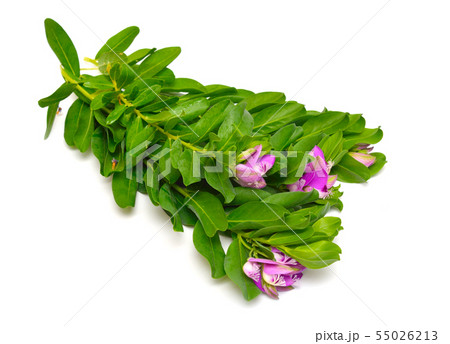 Polygala myrtifolia or myrtle-leaf milkwort 55026213