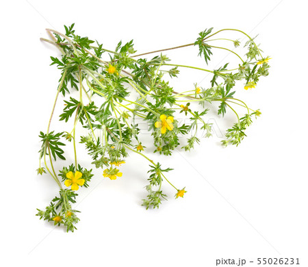 Potentilla or barren strawberries plant with 55026231