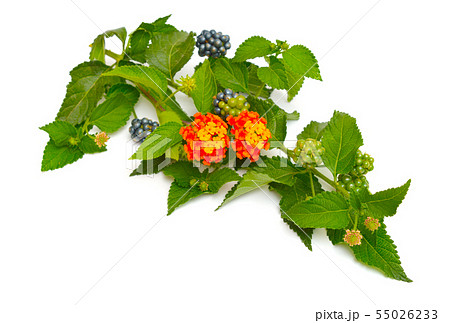 Lantana, common names are shrub verbenas or 55026233