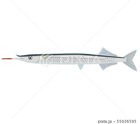 サヨリ 55026595