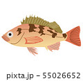 メバル メバル 55026652