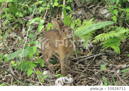 ノウサギ 55026711