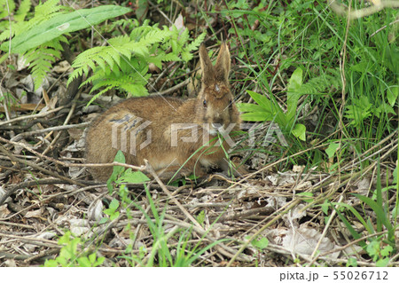 ノウサギ 55026712