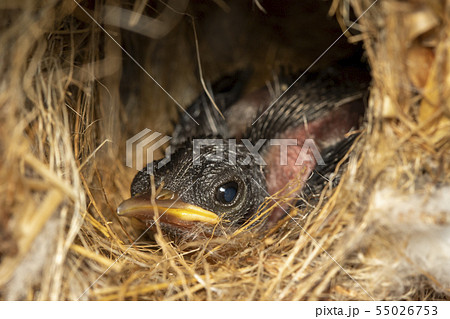 Image of newborn bird that is in the nest. Animal. 55026753