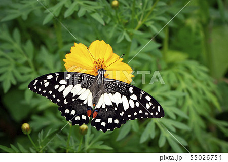 Image of lime butterfly(Papilio demoleus). Insects 55026754