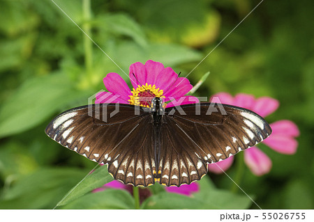 Image of common indian crow(Euploea core layardi) 55026755