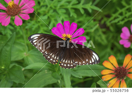 Image of common indian crow(Euploea core layardi) 55026756