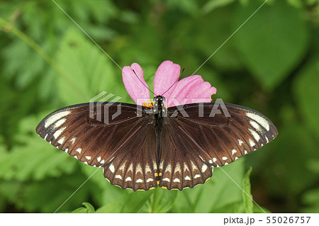 Image of common indian crow(Euploea core layardi) 55026757