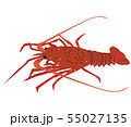 伊勢エビ 伊勢エビ 55027135