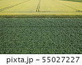 畑の模様 55027227