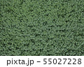 ジャガイモ畑 55027228