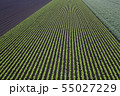 畑の模様 55027229
