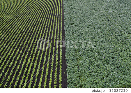 畑の模様 55027230