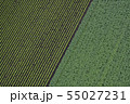 畑の模様 55027231