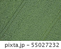 ジャガイモ畑 55027232