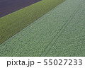 畑の模様 55027233