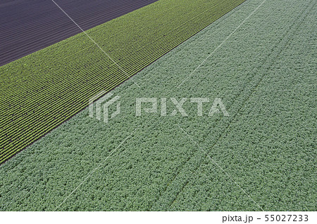 畑の模様 畑の模様 55027233