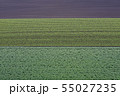 畑の模様 55027235