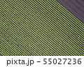 畑の模様 55027236