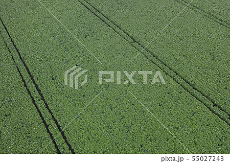 ジャガイモ畑 55027243