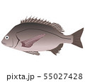 クロダイ クロダイ 55027428