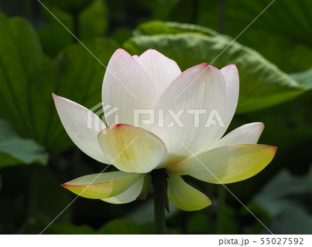 白に淡いピンク色のぼかしの蓮の花の写真素材