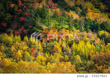 奥日光 金精峠 紅葉 55027601