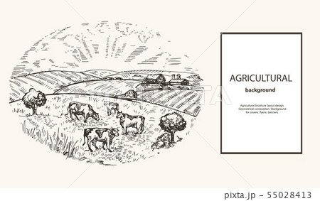 Cows graze on pasture. Agricultural illustration in the style of a sketch. Horizontal agricultural 55028413