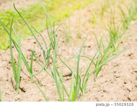 young green leek or onions growing in the field  55029328