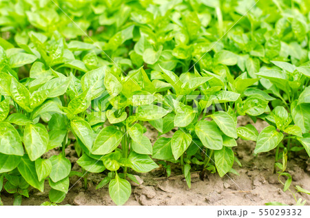 green pepper seedlings in the greenhouse 55029332