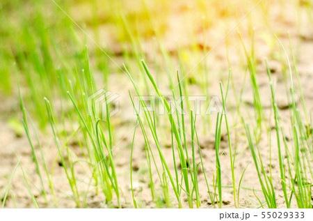 young green leek or onions growing in the field  55029333