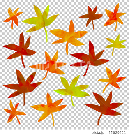 矢量楓樹水彩 55029621