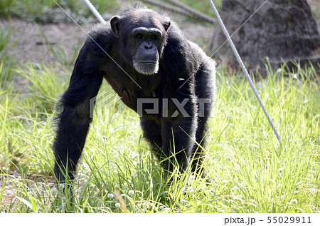 チンパンジー 55029911