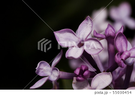 Flowers of a young lilac close up. Flowers of a young lilac close up. 55030454