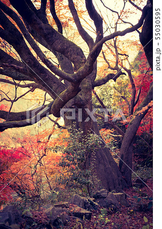 紅葉の木(縦) 紅葉の木(縦) 55030595